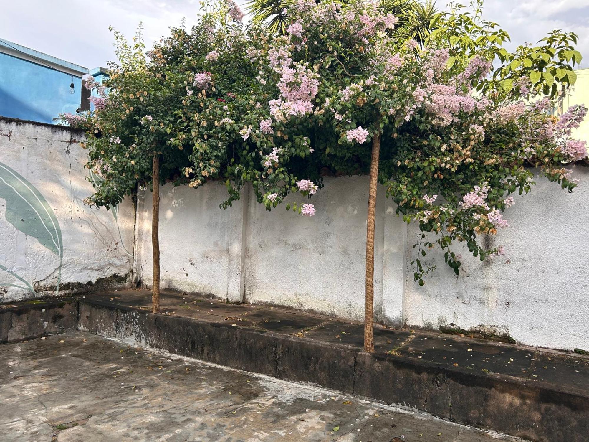 Hostel Naturaleza - & Centro Holistico *